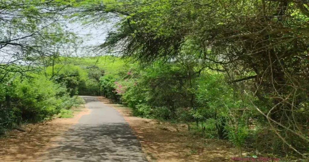 Jahanpanah City Forest - Delhi's Wild Green Lung